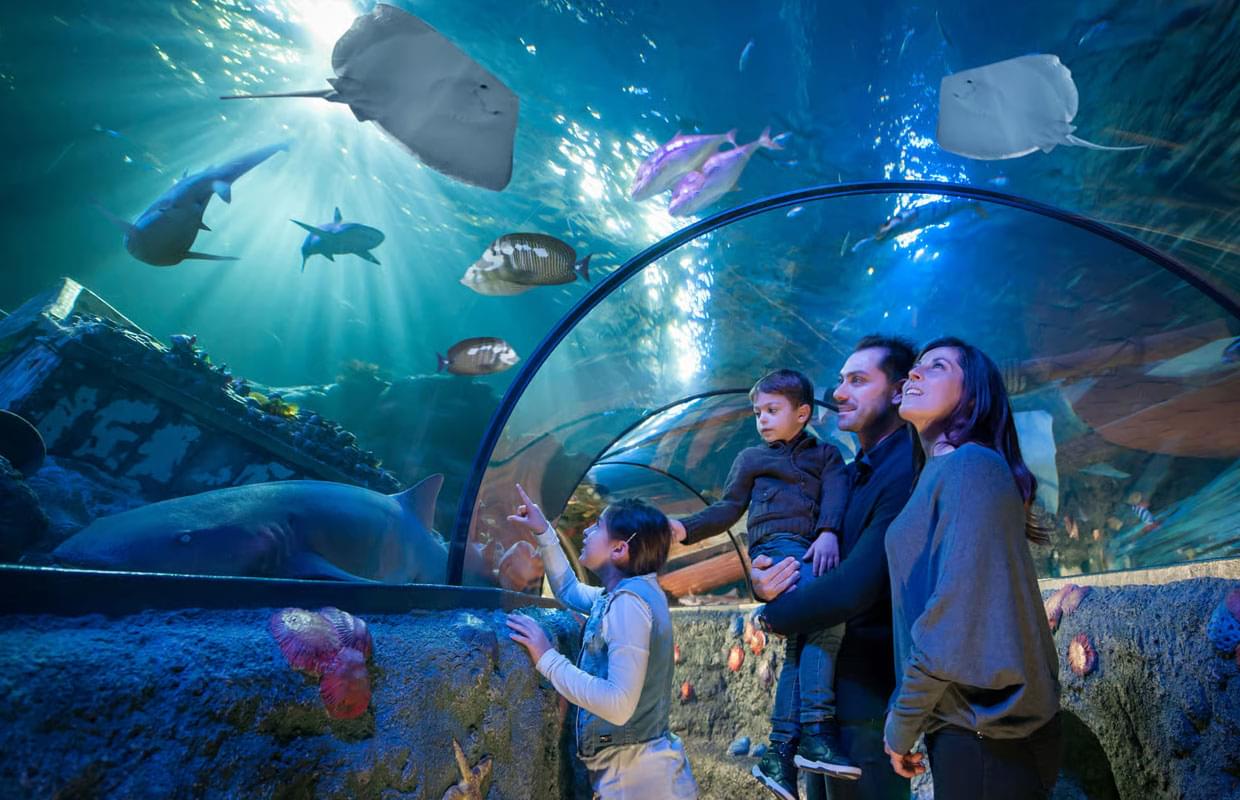 Gardaland SEA LIFE Aquarium: Open Date Entry Ticket